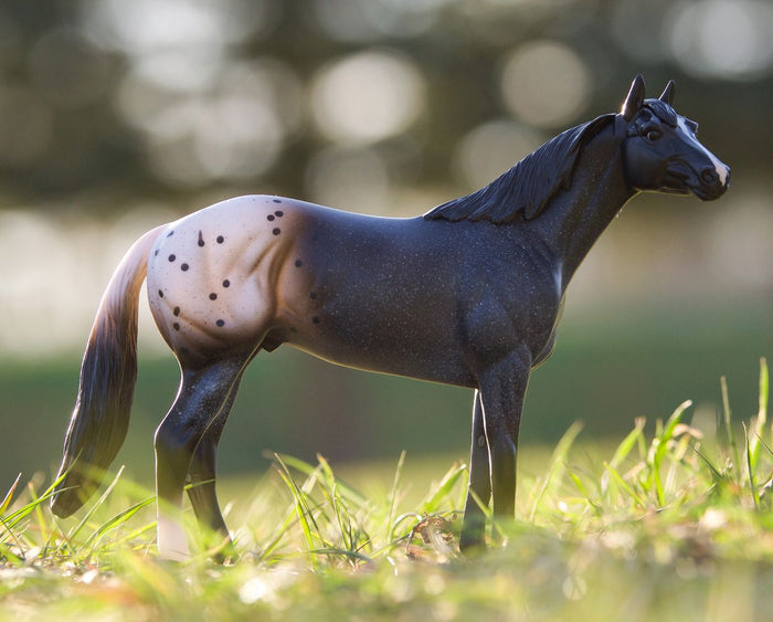 Blue Roan Appaloosa