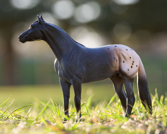 Blue Roan Appaloosa
