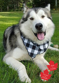 Pet Bandana / Large Black and White Buffalo Check