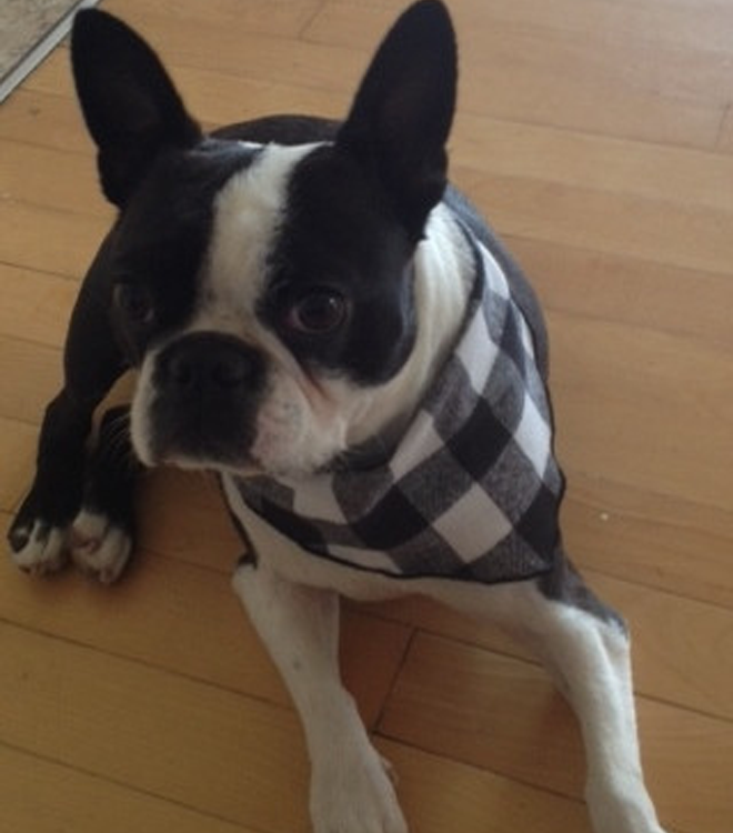 Pet Bandana / Large Black and White Buffalo Check