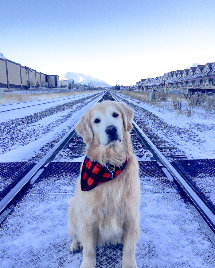 Pet Bandana Large Red/Black Buffalo Check
