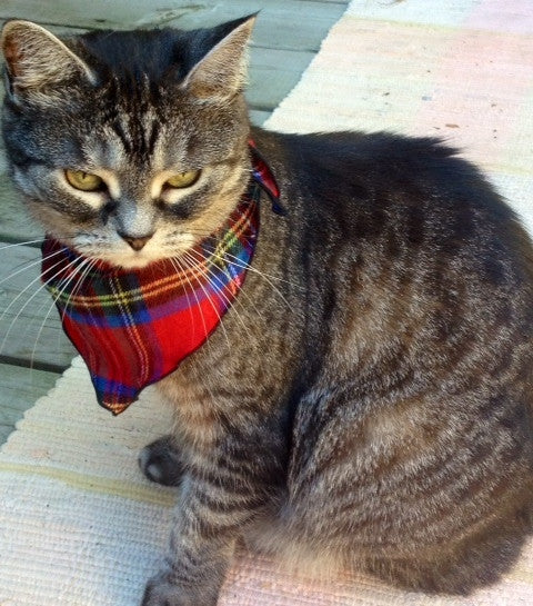Pet Bandana in Royal Stewart Cat View