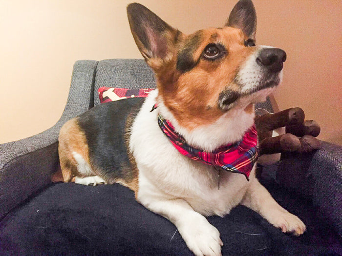 Pet Bandana / Royal Stewart Tartan