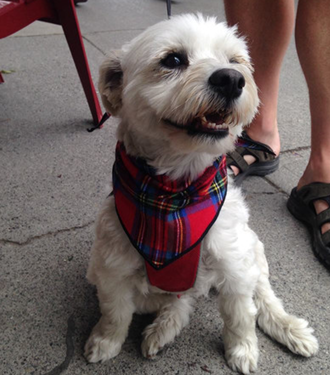 Pet Bandana / Royal Stewart Tartan