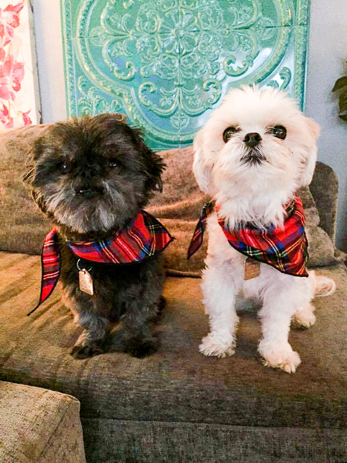 Pet Bandana / Royal Stewart Tartan