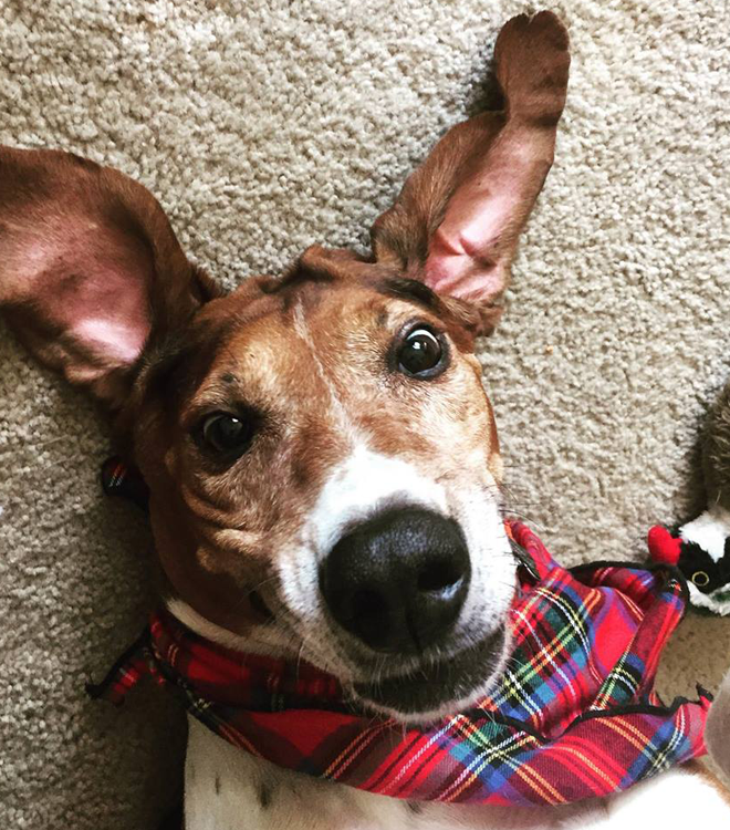 Pet Bandana / Royal Stewart Tartan